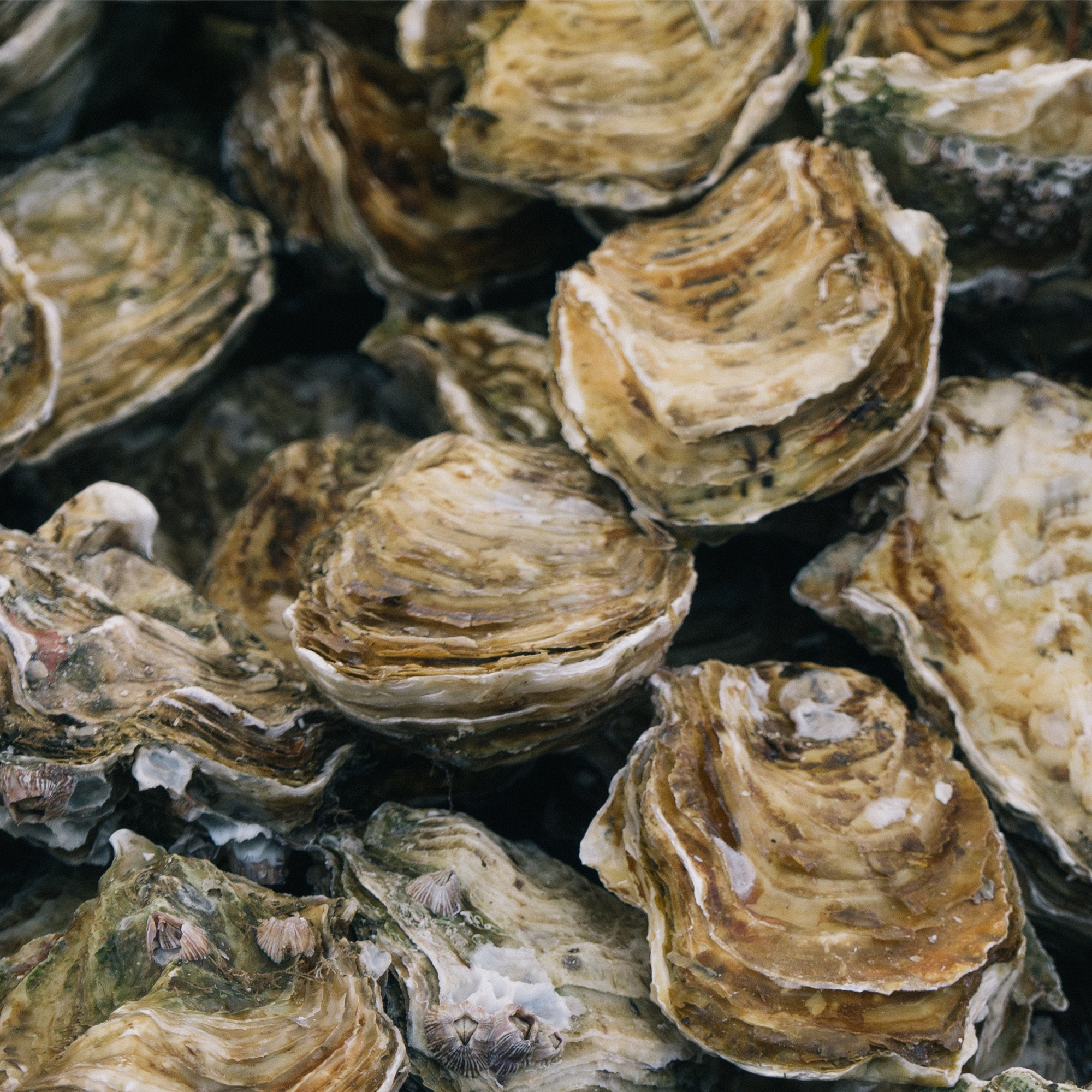 Unshucked Oyster Boxes