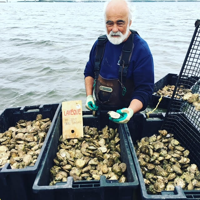 18 Pre-Opened Chiasson Super Large Choice - Premium "Wild" Oysters Shucked On-ICE